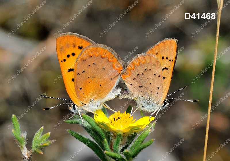 Dorcas Copper (Lycaena dorcas)